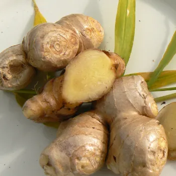 Ginger (39)-4819366-3963.webp